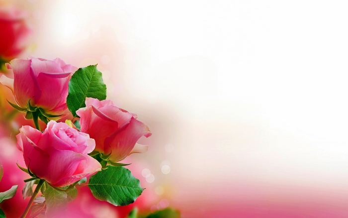 Pink roses with green leaves