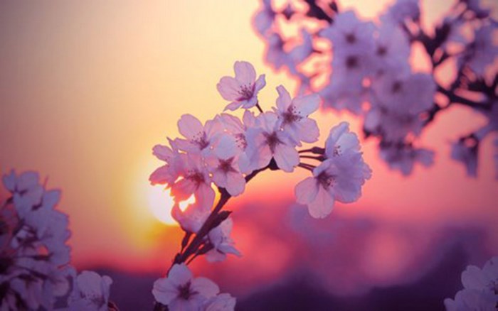 Cherry blossoms at sunset