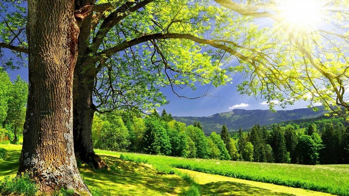 Sunlit Meadow with Trees and Mountains