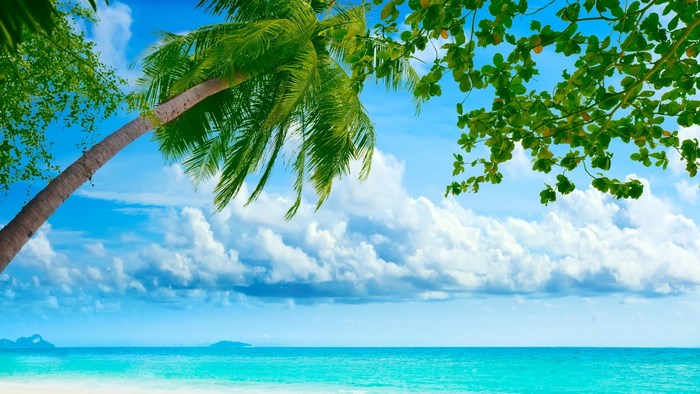 Tropical Beach with Palm Trees and Ocean