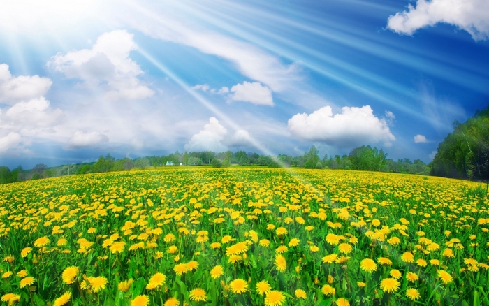 Field of yellow dandelions under a sunny sky