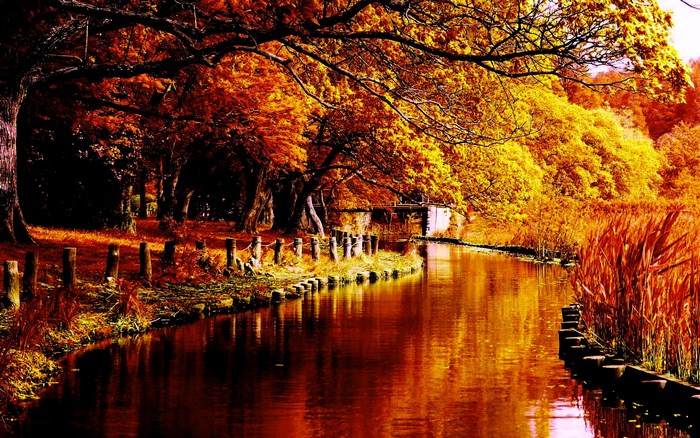 Autumn river with trees and reeds