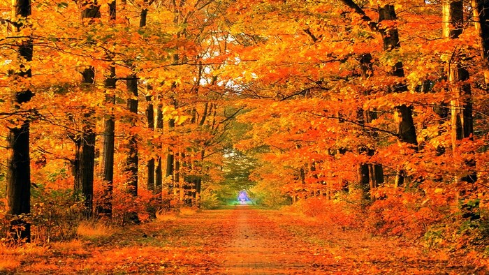 Autumn forest path with orange leaves