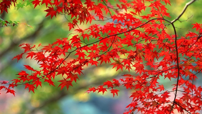 Red maple leaves on branches in autumn