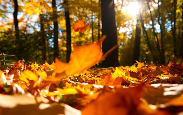 Autumn forest with falling leaves
