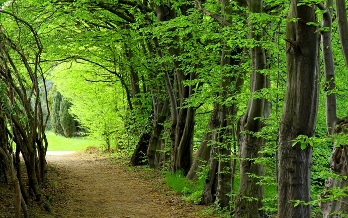 A dirt path winds through a sun-dappled forest with lush green trees.
