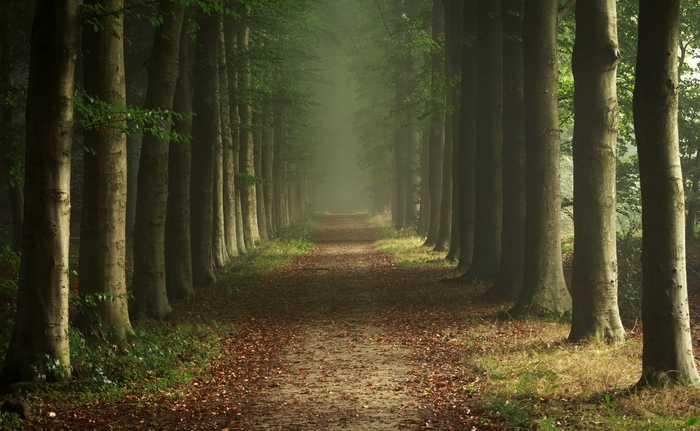 Misty Forest Pathway Surrounded by Tall Trees