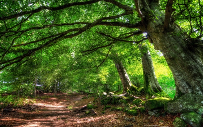 Forest path with large trees and green canopy