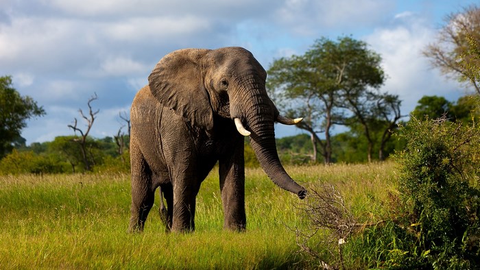 Elephant in a grassy field with trees