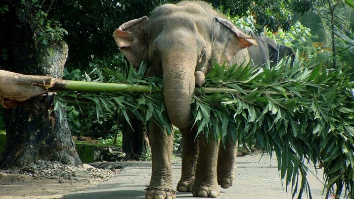 Elephant carrying branches
