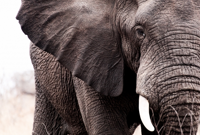 Close-up of an African elephant's face
