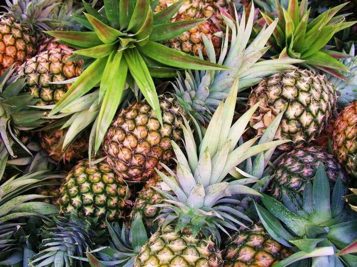 Pile of fresh pineapples with green leaves