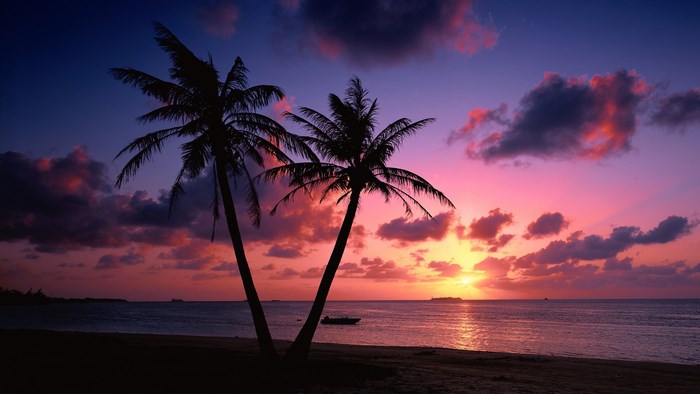 Tropical beach sunset with palm trees and ocean