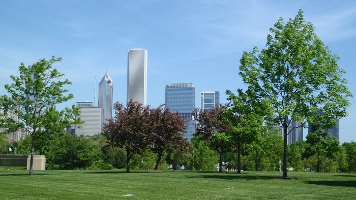 Chicago skyline with trees in foreground