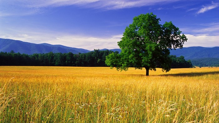 Lone tree in a golden field with mountains
