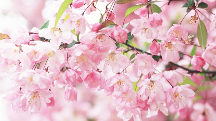 Pink cherry blossoms on branches