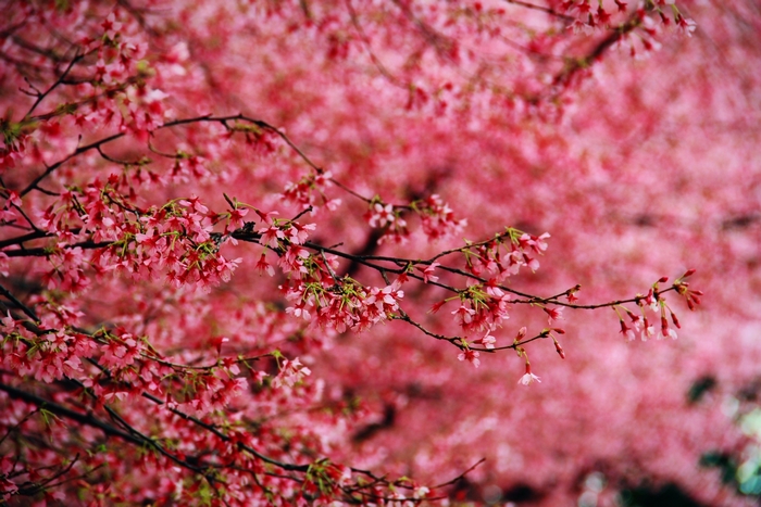 Pink Cherry Blossoms on Branches