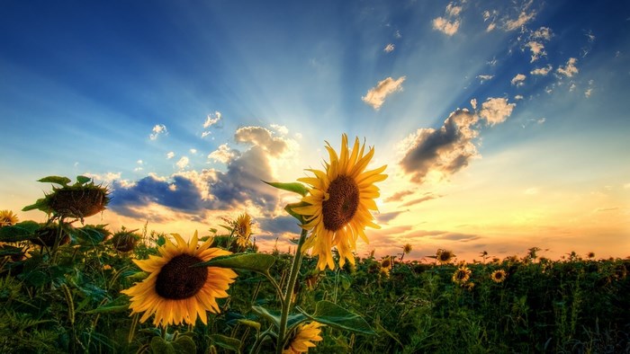Field of Sunflowers at Sunset