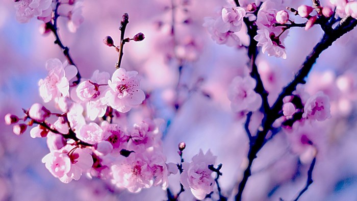 Cherry blossom branches with pink flowers