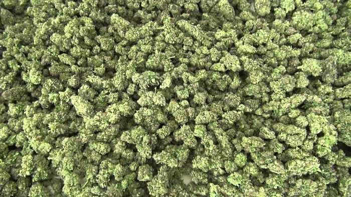 Pile of dried marijuana buds