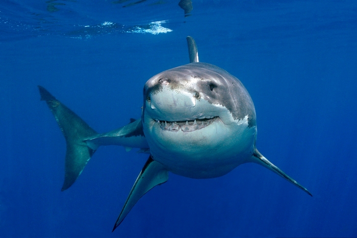 Great White Shark swimming in blue ocean