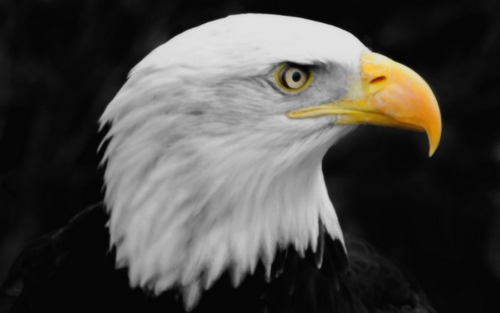 Bald eagle head profile