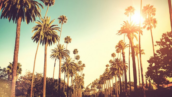 Palm trees lining a street in Los Angeles