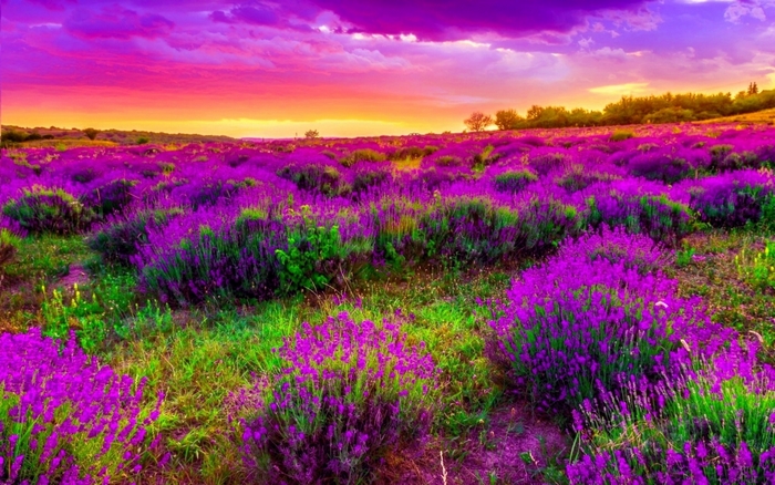 Lavender field at sunset