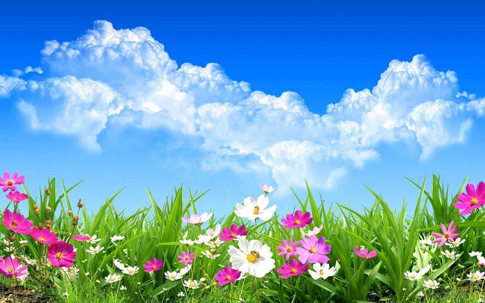 Spring Flowers and Clouds