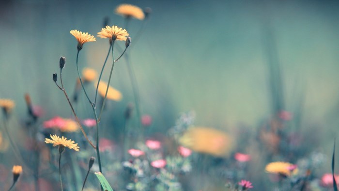 Close-up of yellow wildflowers in a meadow