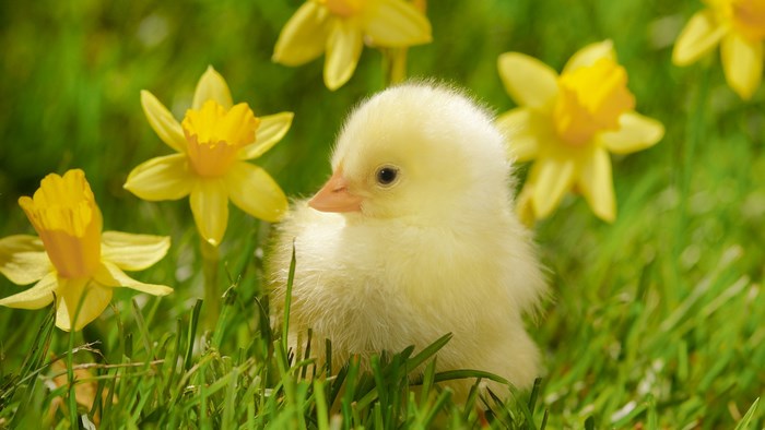 Cute Yellow Chick Among Daffodil Flowers