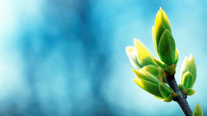 Spring buds on a branch against a blue sky