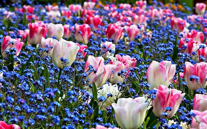 Field of Pink and White Tulips with Blue Flowers