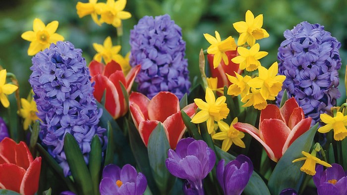 Colorful Spring Flowers and Blooms