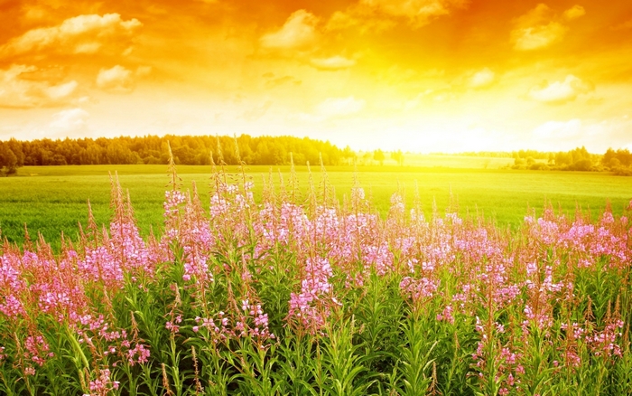 Field of pink flowers under a bright orange sky