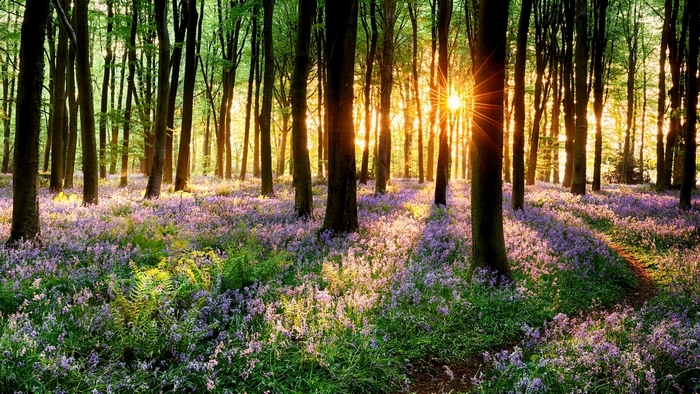 Sunlight filtering through a forest with bluebells