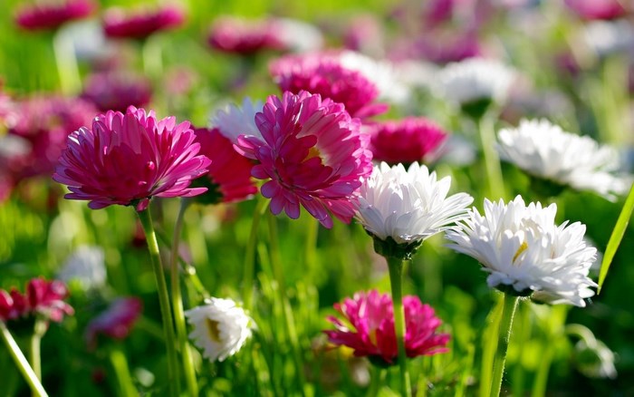 Pink and white daisies in a field