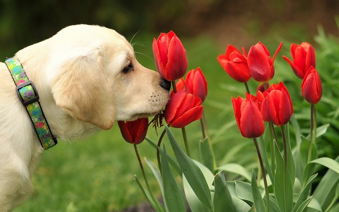Yellow Labrador puppy smelling red tulips