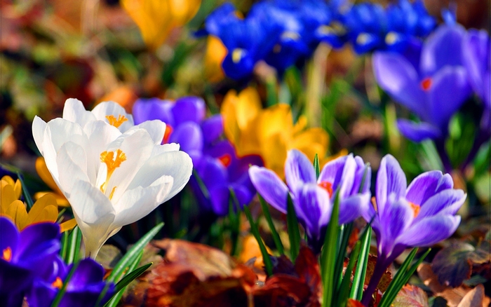 Spring crocus flowers in bloom
