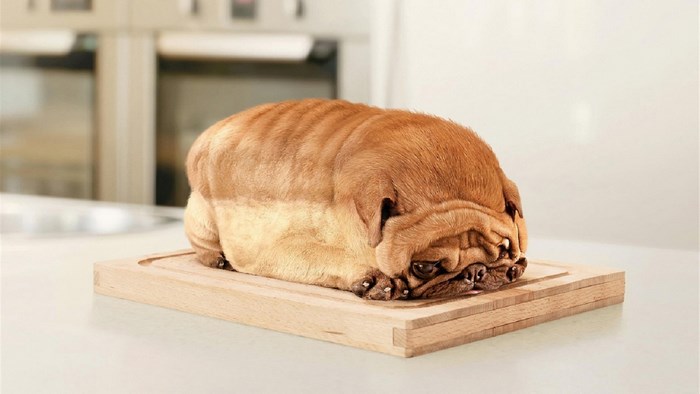 Adorable Pug Shaped Like a Loaf of Bread