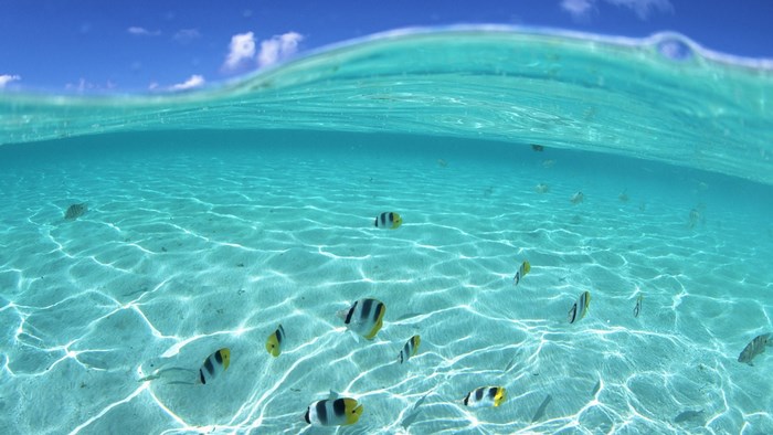 Crystal Clear Underwater Ocean Scene with Tropical Fish