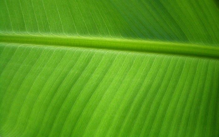 Close-up of a green banana leaf with prominent veins
