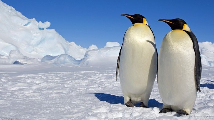 Two Emperor Penguins on Snowy Antarctic Landscape