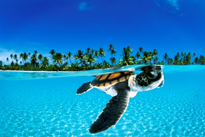 Sea Turtle Swimming in Tropical Ocean