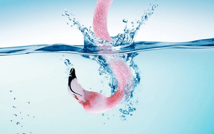 Flamingo diving into water with splash