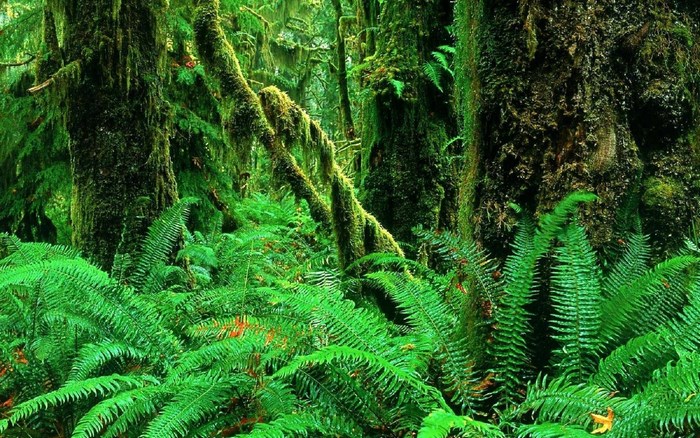 Mossy Trees and Ferns in a Rainforest