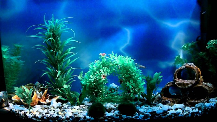 Aquarium with artificial plants and fish