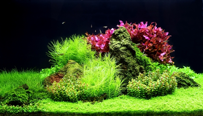 Aquarium with lush green plants and red aquatic plants