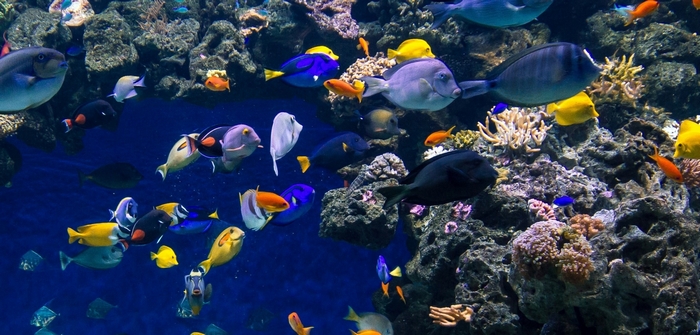 Colorful fish swimming in a coral reef aquarium