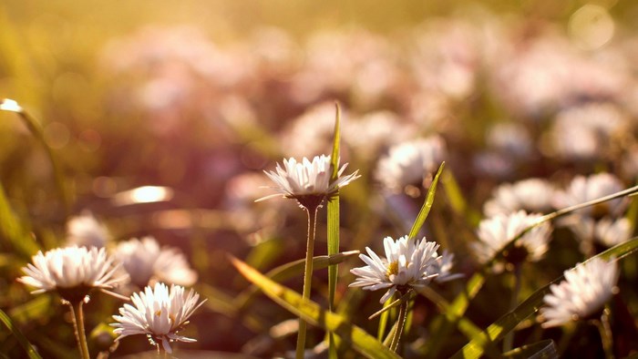 Close-up of white daisies in sunlight